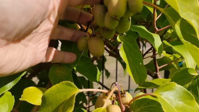 Hardy kiwi (actinidia arguta) Scarlet September, Ananasnaya, Kijevskaja Krupnoplodnaja смотреть онлайн