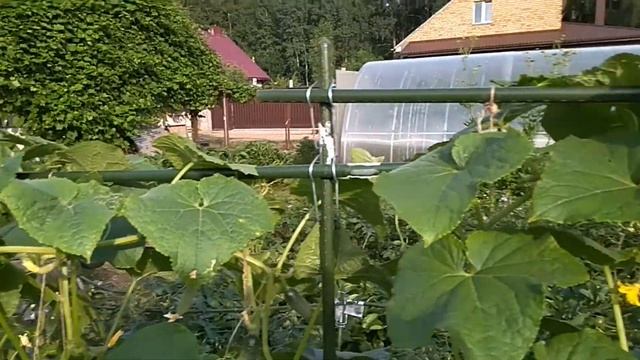 Огурец 5 звезд. Опора для огурцов - на участке директора фирмы Живой мир смотреть онлайн