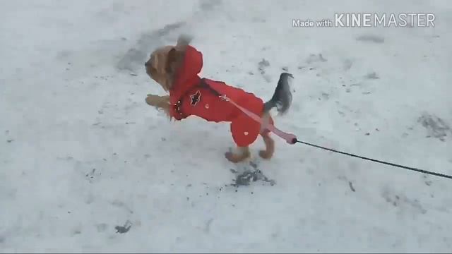 MAGIC КЛИП | ПОДРУГА |MagicDog Томи!| В Инстаграме нас уже 200! 💖👌😌 смотреть онлайн