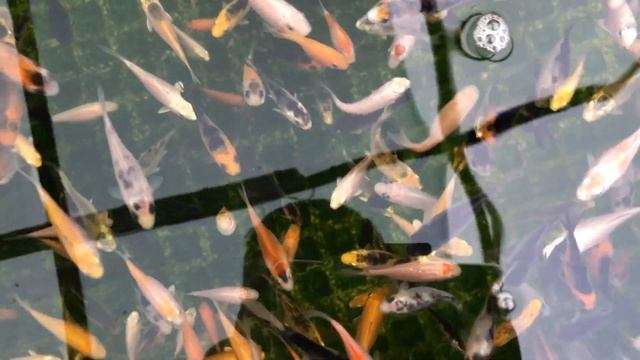 Dazza Koi Farm смотреть онлайн