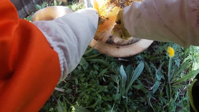 Делаем ОТВОДОК с колоды. СУПЕР МЕД с колоды! смотреть онлайн