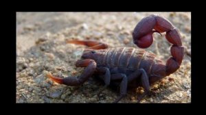 Детская энциклопедия. Скорпион.