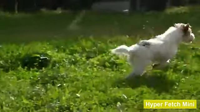 Автоматическая интерактивная игрушка метатель мячей для собак Paws-3196