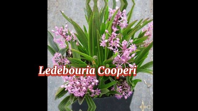 LEDEBOURIA SPECIES/FOREVER RICH PLANT/LUCKY PLANT @margiepulido21 смотреть онлайн