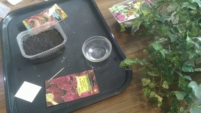 Как посеять колеус из семян. Лёгкое выращивание.