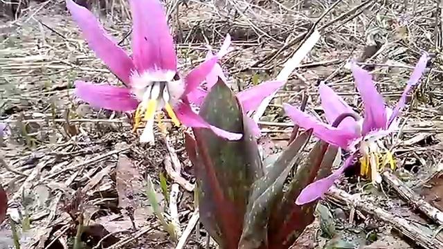 кандыки смотреть онлайн