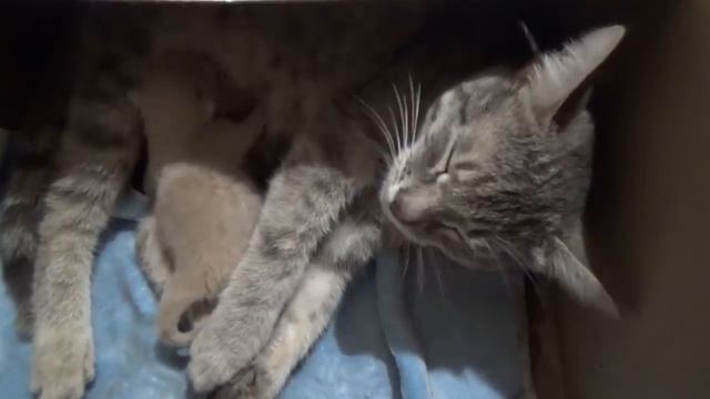 Мои петуньи. Огород. Муська и котенок. Планы на выходные.