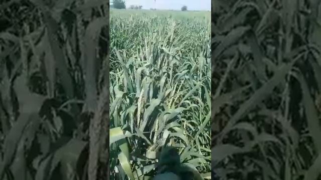 Узбекистана Ташкентская област Ахангараский район смотреть онлайн