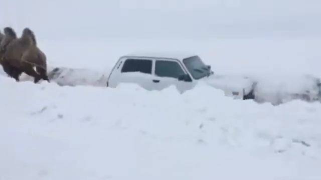 НИВА ПРОТИВ ВЕРБЛЮДА смотреть онлайн