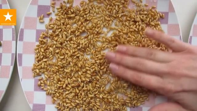 Как проращивать зерна. Очень детальная инструкция от Мармеладной Лисицы. WHEAT GERM смотреть онлайн