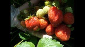 К ЧЕМУ ПРИВОДИТ  ОБРАБОТКА   КЛУБНИКИ  АКТАРОЙ , МОЖНО  ЛИ ОБРАБАТЫВАТЬ КЛУБНИКУ АКТАРОЙ?