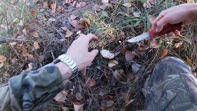 Я её нашёл! Синеножка и тополёвая рядовка! Грибы2022! смотреть онлайн