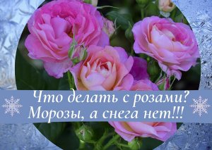 Что делать с розами. Морозы, а снега нет!