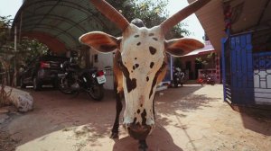 Мычание коров. Корова мычит. Звуки животных