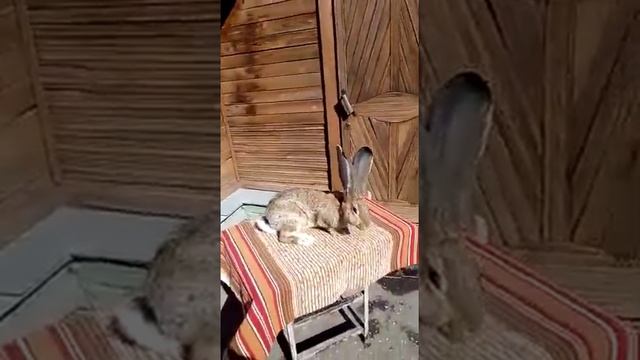 кролики Немецкий Велика Ризен- Агути смотреть онлайн