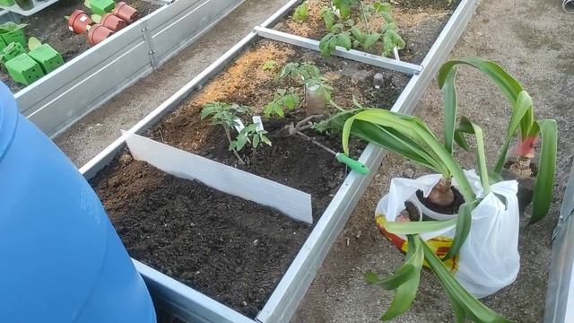 25.05.22.Дача..Гиппеаструмы высаживаю в теплице.. смотреть онлайн