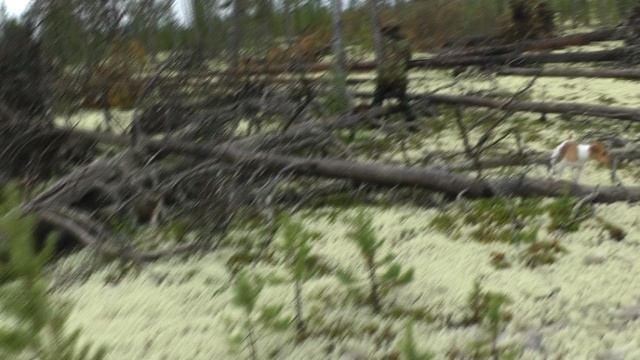 1 часть ковдор.avi смотреть онлайн