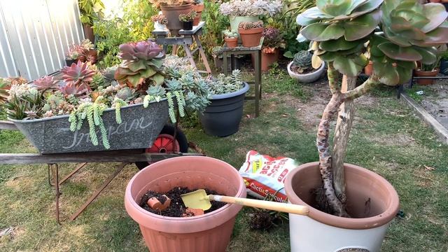 Echeveria Big Red Arrangement