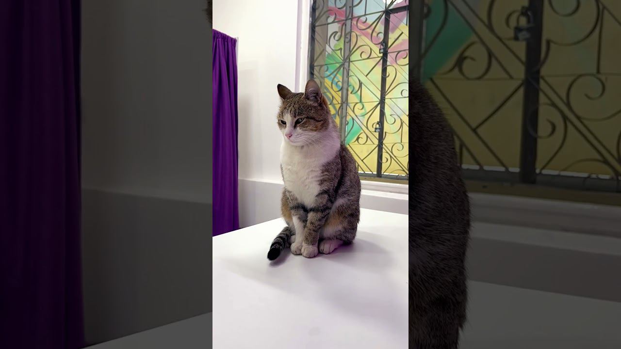 Просто кися #кошки #cats #catshorts смотреть онлайн