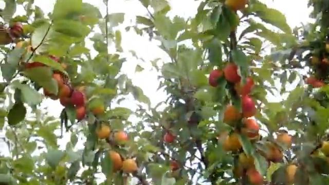 Лучшие сорта алычи алыча Комета смотреть онлайн