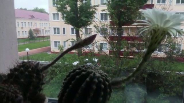 Цветение кактусов 18 may 2016 kaktus 2 смотреть онлайн