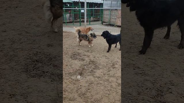 Чаплюша и Арион