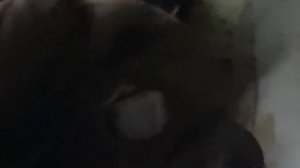 Нива 21214 замена главного гидравлического цилиндра и прокачка системы сцепления