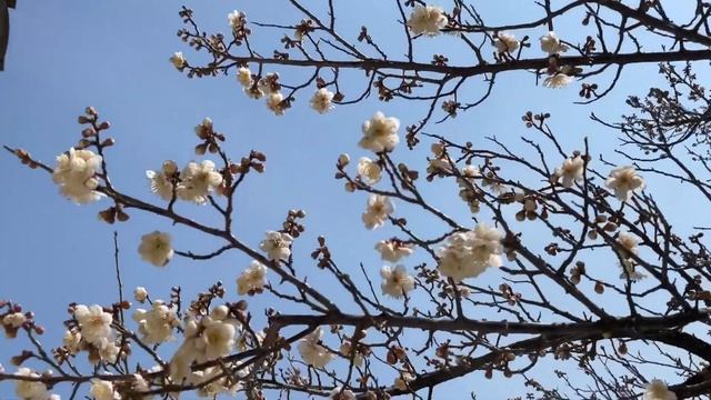 Весна в Сеуле ? / Храм Бонынса /COEX Mall/ Корейское барбекю ? Сеул VLOG смотреть онлайн