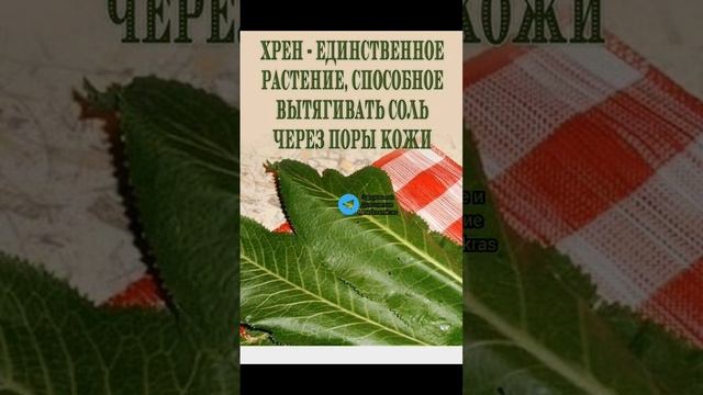 хрен единственное растение, способное вытягивать соль через поры кожи #народнаямедицина #здоровье смотреть онлайн