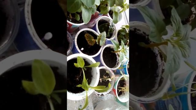 ЦВЕТОК как АСТРа ЗОЛОТОЕ СОЛНЦЕ смотреть онлайн