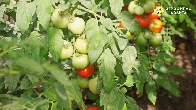 ЕЩЕ ОДИН КРАСНЫЙ ТОМАТ – Детерминантный Гибрид Ликопинчик F1 смотреть онлайн