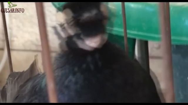 ЧЕРНЫЕ ГОЛУБИ / ЖУКИ / PIGEONS / TAUBE