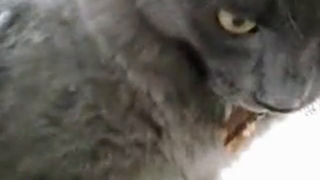 голодный кот Рычит... смотреть онлайн