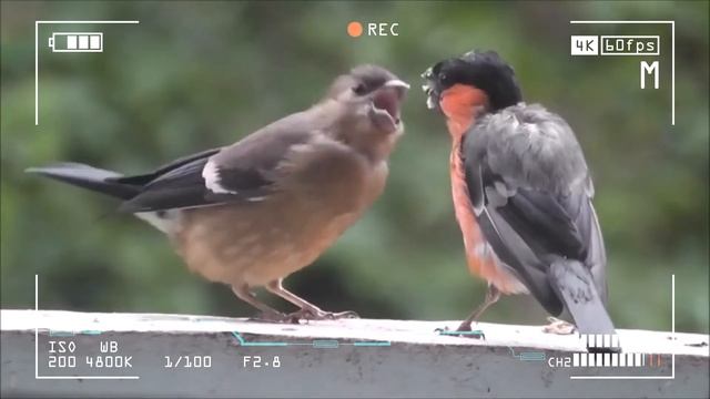 эффект камеры ролик смотреть онлайн