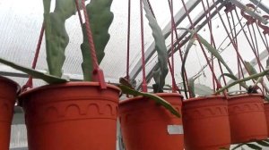 ЭВОЛЮЦИЯ КАКТУСОВ — Моя оранжерея и сад — Серия 4 / Кактус / Опунция / Декабрист / Суккулент