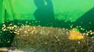 Комбайн для уборки ромашки