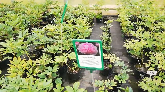 Питомник растений в Сафоново. Обзор цен. смотреть онлайн