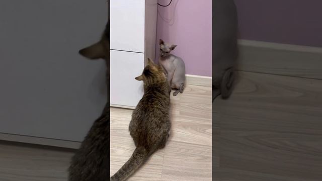 Кошки делят конфету с кошачьей мятой😁 смотреть онлайн