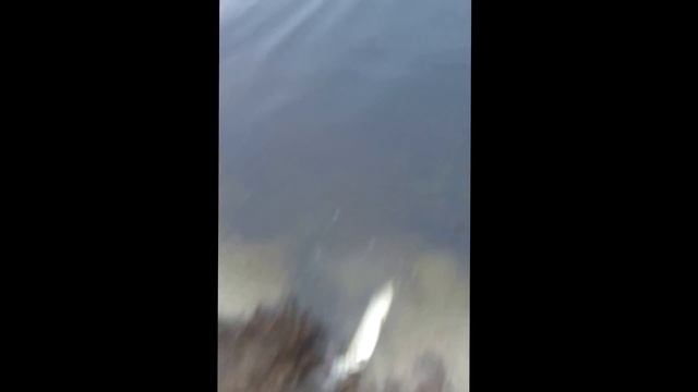 Ловля хищника на реке Лесная смотреть онлайн