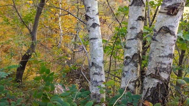 Stream flow water sound behind birch trees in autumn ambience смотреть онлайн