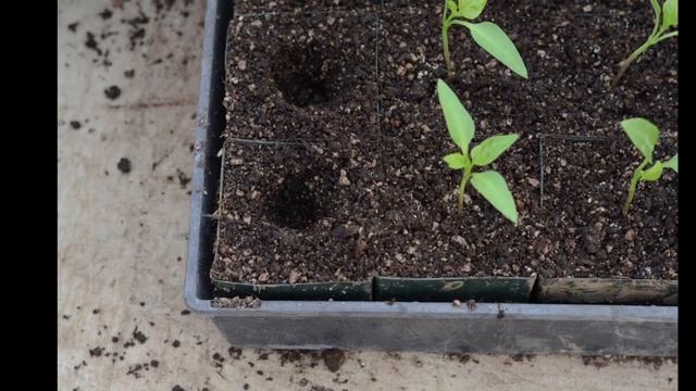 Нужно ли пикировать семена помидоров? Когда пикировать помидоры? смотреть онлайн