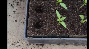 Нужно ли пикировать семена помидоров? Когда пикировать помидоры?