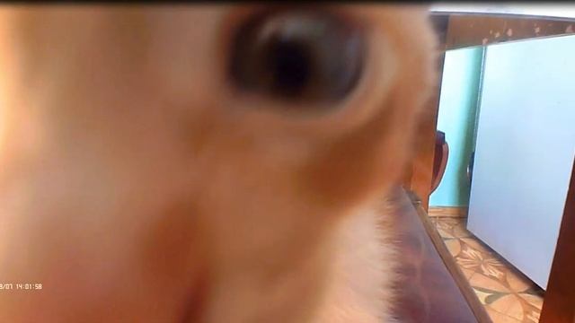 Рыжий кот голубые глаза.Ginger cat, blue eyes. смотреть онлайн