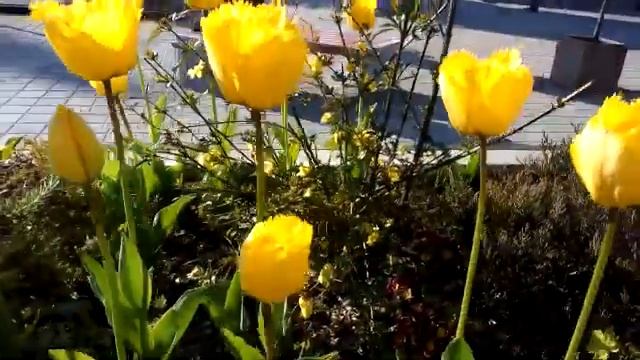 ЭКЗОТИЧЕСКИЕ ВЕСЕННИЕ ЦВЕТЫ В СОЧИ смотреть онлайн