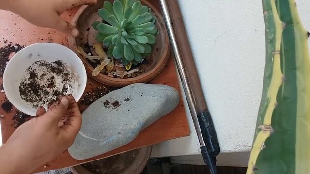 Repotting my Echeveria pulidonis succulent and my Aloe marlothii. смотреть онлайн