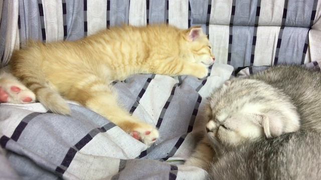 Кошка и Котята Смешные Животные для Детей Funny Cats and Kittens смотреть онлайн