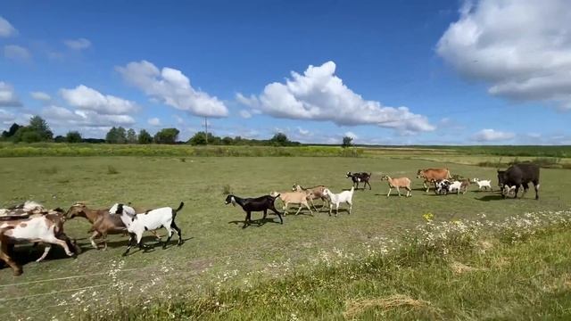 НАЧАЛОСЬ! КУДА НАМ СТОЛЬКО? ПЕРЕРАБОТКА МОЛОКА! НАША ФЕРМА! ЖИЗНЬ ПРОСТЫХ ЛЮДЕЙ В ДЕРЕВНЕ! смотреть онлайн