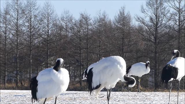 鶴 タンチョウヅル Japanese Crane (Grus japonensis) смотреть онлайн