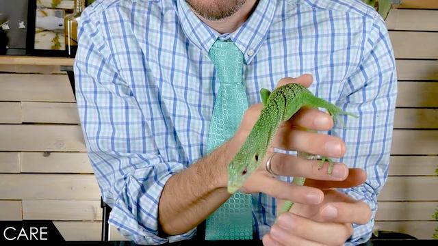 Green Tree Monitor, The Best Pet Lizard? смотреть онлайн