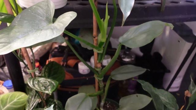 Fall Plant Tour 2022 | Philodendron Show And Tell, Part One